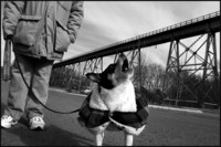 Howlin' - All images copyright Lisa Nipp 2010